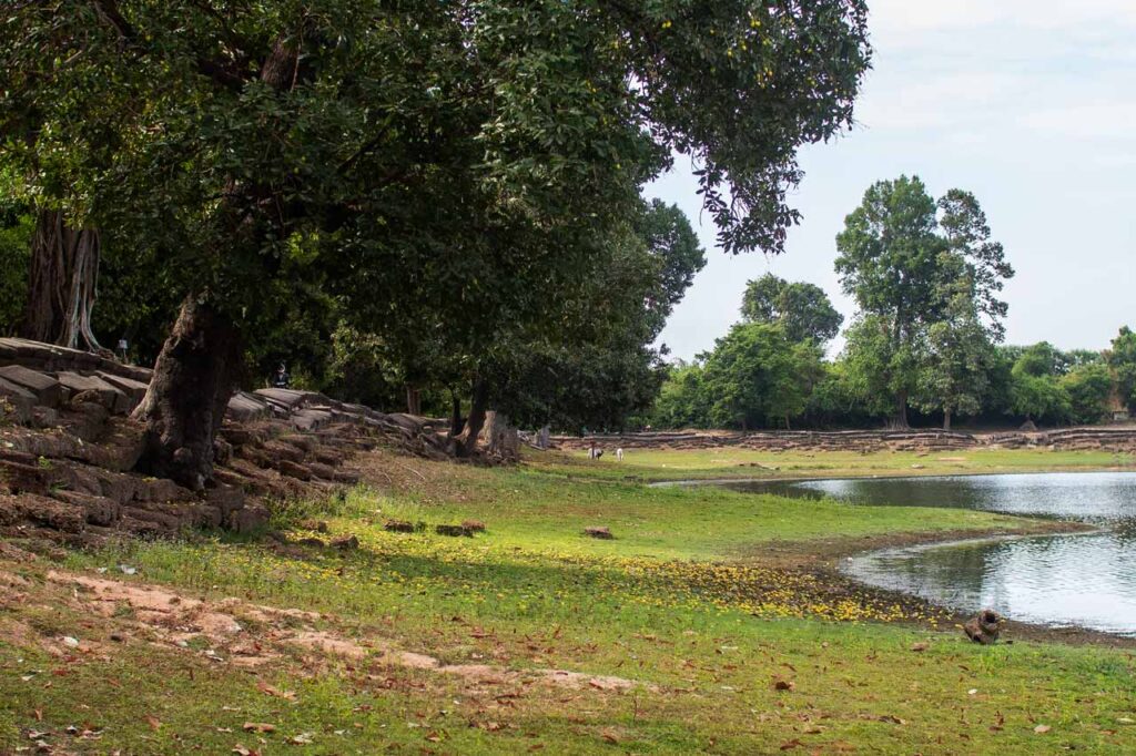 wild Asia mangoes on the ground at Srah Srang Siem Reap, Cambodia