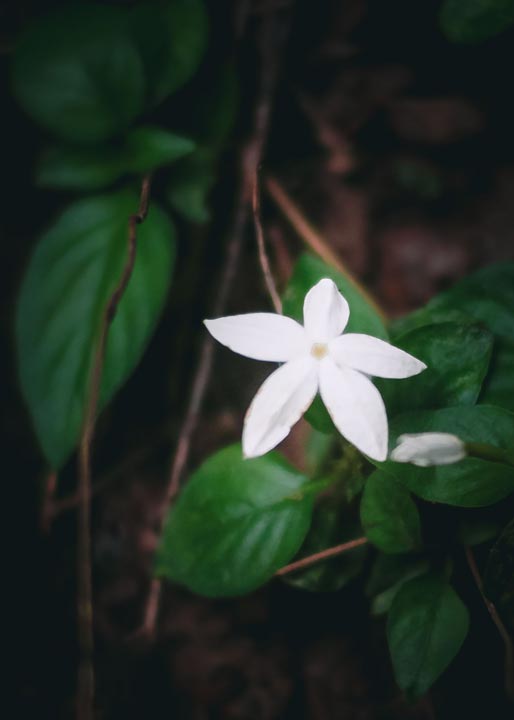 Close-up of a delicate white flower with five petals, growing low to the ground amidst dark green leaves, captured during the green season at Khmoch Gate.