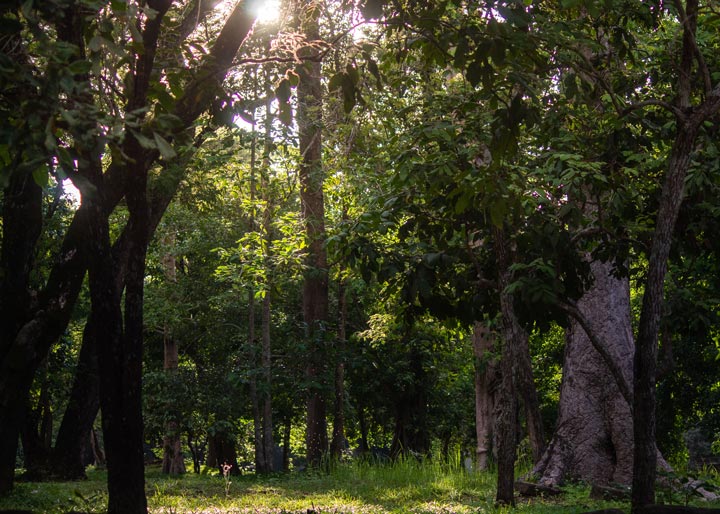 Sunset in the tropical forest of Angkor Thom Park near Phimeanakas, where golden light filters through lush greenery after rain, with insects drifting in the humid evening air. Photo by Sathya Moth