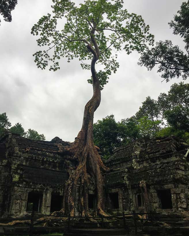 An ethereal view of Ta Prohm Temple in Cambodia, glistening with fresh rain. The ancient stone walls, intertwined with massive tree roots, are damp from the rain, enhancing their textures. Mist rises in the background, adding to the temple’s mysterious and enchanting ambiance.