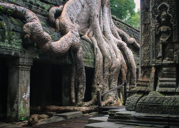 A mesmerizing view of Ta Prohm Temple in Cambodia after a rainfall, where enormous tree roots intertwine with the ancient stone ruins. The wet moss and misty atmosphere enhance the temple’s mystical aura, showcasing the striking blend of history and nature.