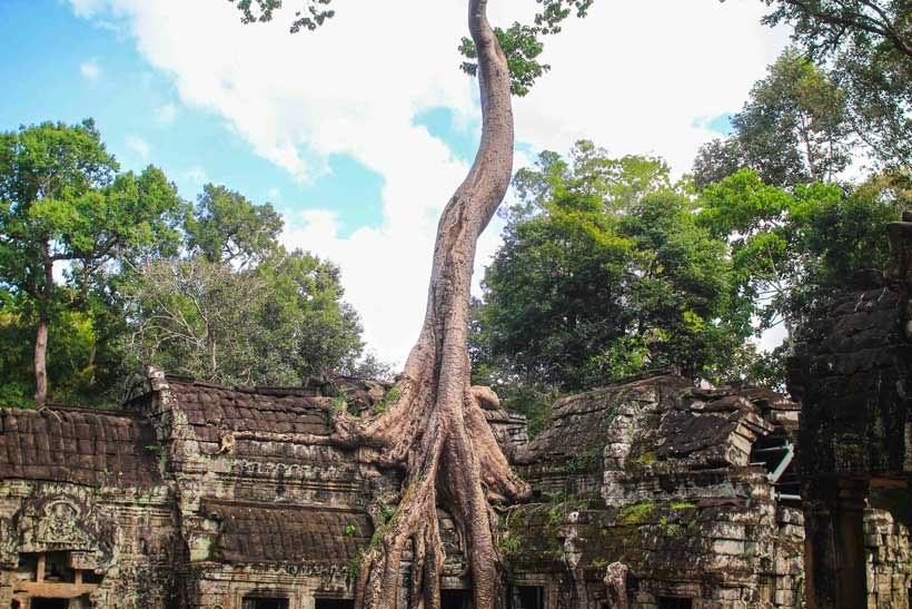 Ancient Ta Prohm Temple in Cambodia, where jungle trees have grown over the ruins, pictured during the rainy, green season.